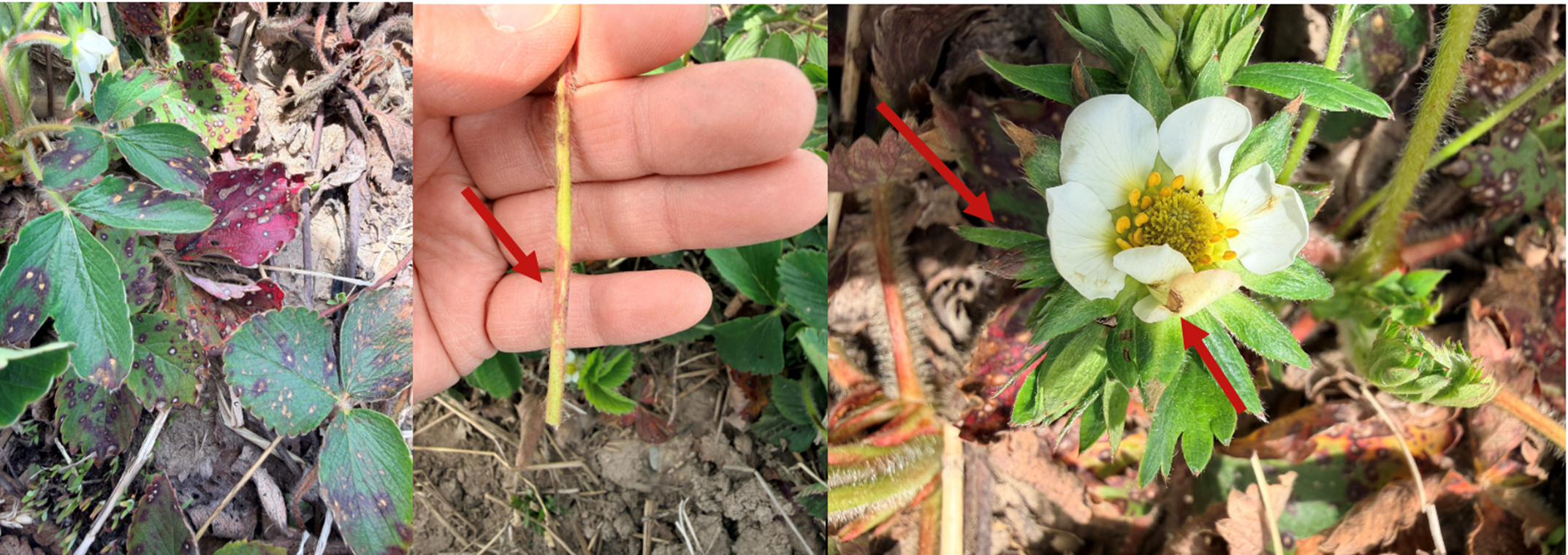 Three-panel image showing strawberry leaf spot symptoms: spotted and discolored leaves, a petiole with lesions highlighted, and a strawberry flower with infection indicated by arrows.